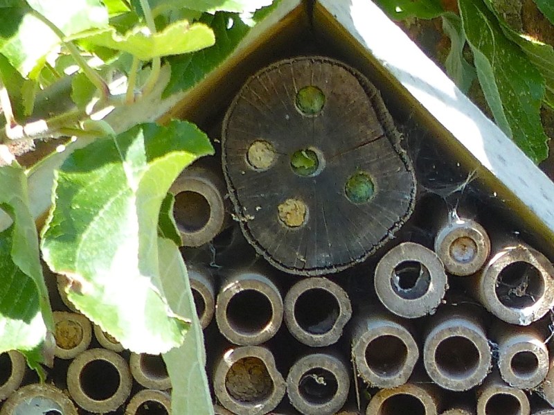 Bee box with leaf-cutter bees, Dorset
