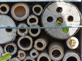 Bee box with leaf-cutter bees, Dorset