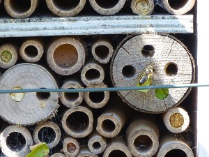 Bee box with leaf-cutter bees, Dorset