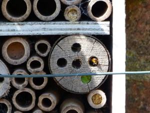 Bee box with leaf-cutter bees, Dorset