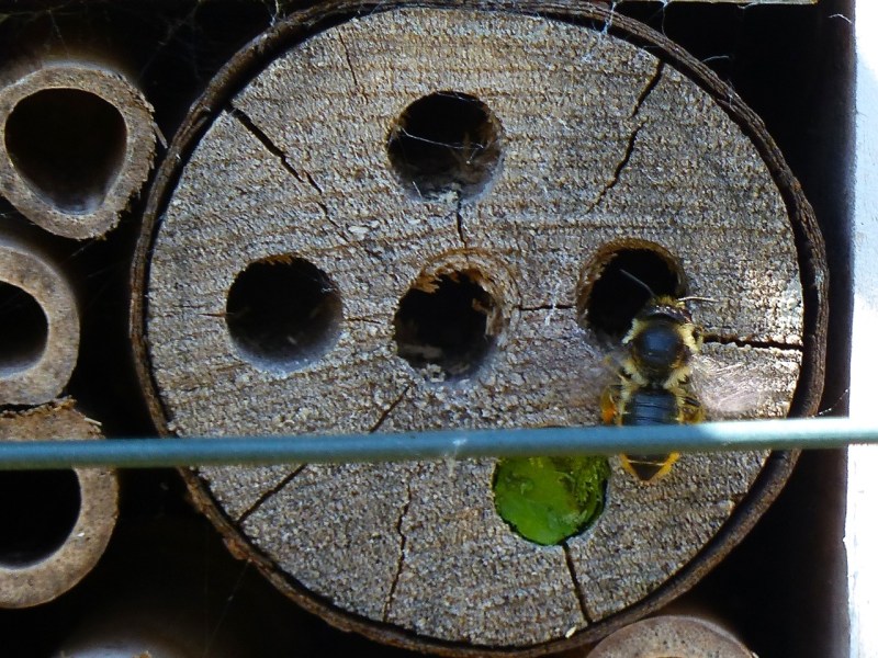 Bee box with leaf-cutter bees, Dorset
