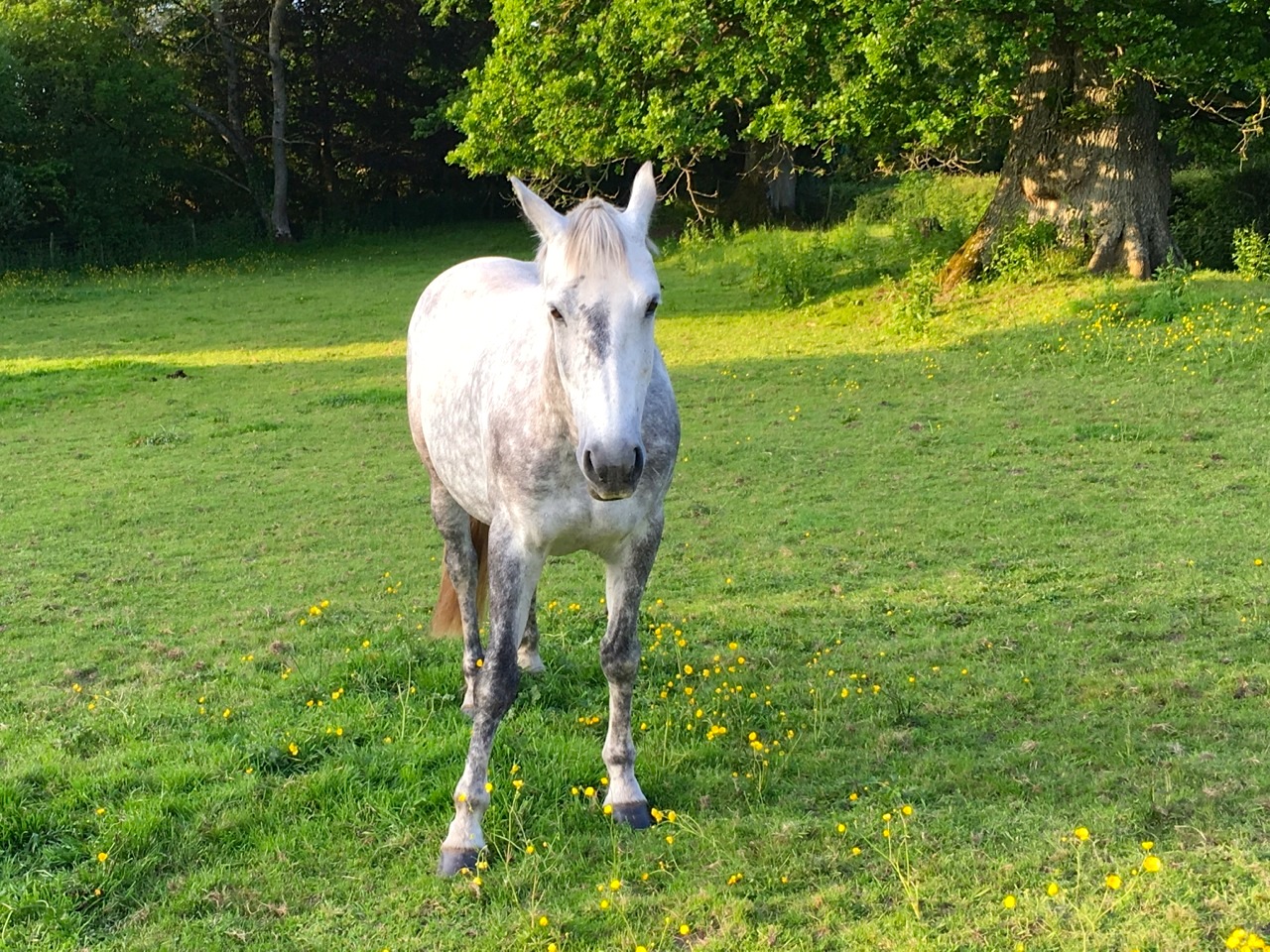 Darcy & Buttercups-1