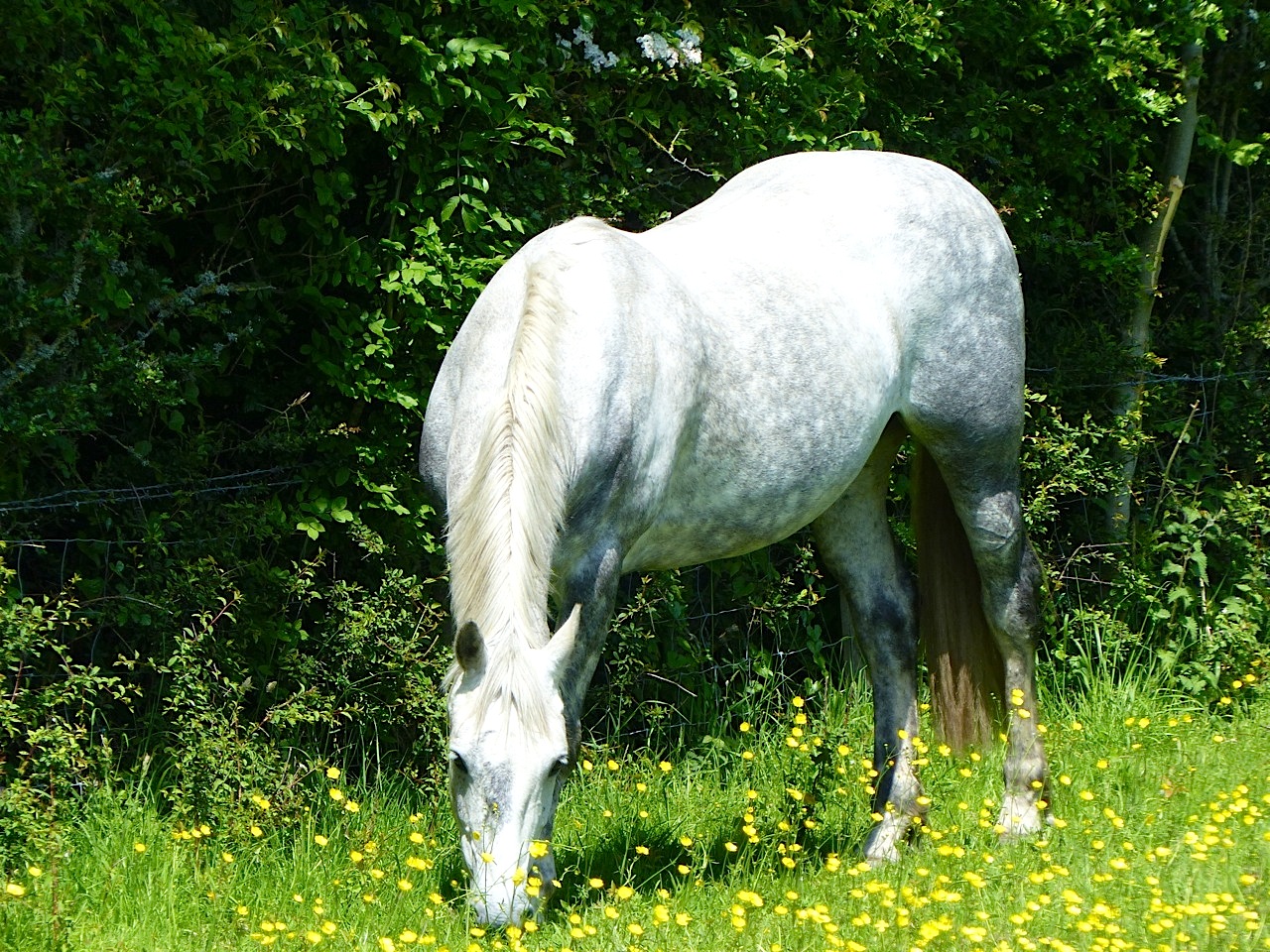 Darcy & Buttercups 1