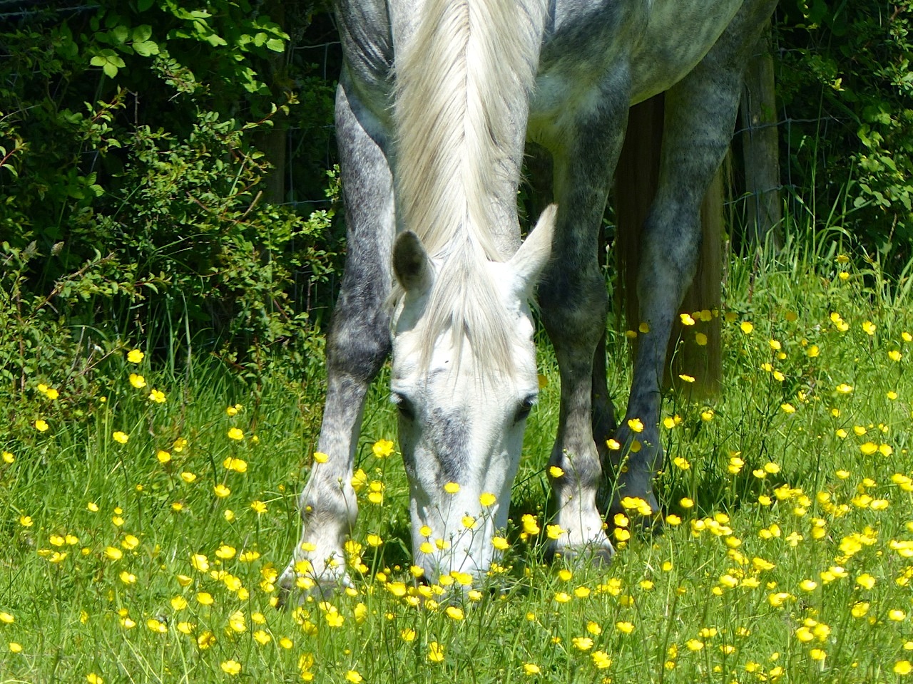 Darcy & Buttercups 2