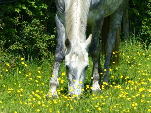 Darcy & Buttercups 2