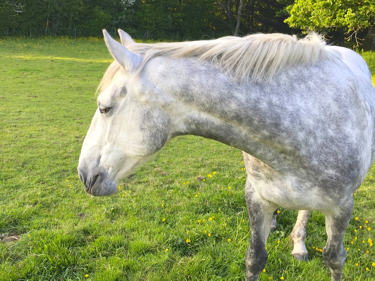 Darcy & Buttercups-2