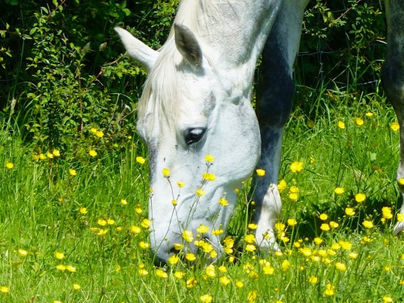 Darcy & Buttercups 3