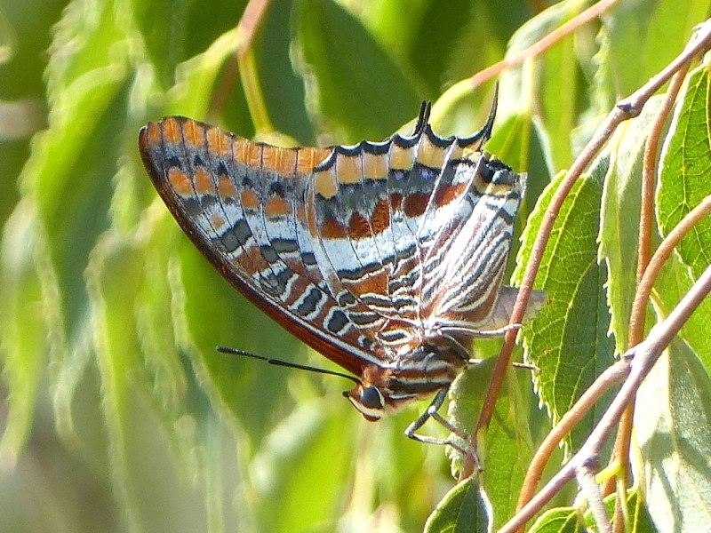 two-tailed-pasha-ceret-pyrenees-1