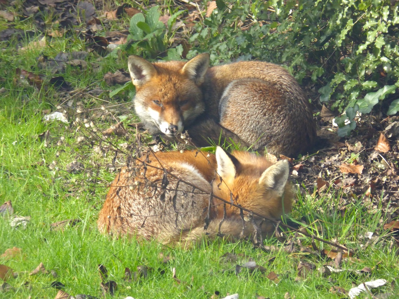 A Pair of Foxes in a West London Garden