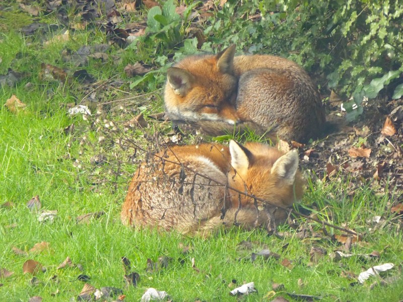A Pair of Foxes in a West London Garden