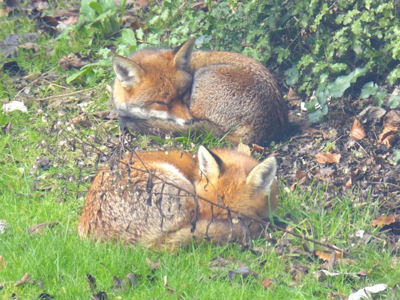 A Pair of Foxes in a West London Garden