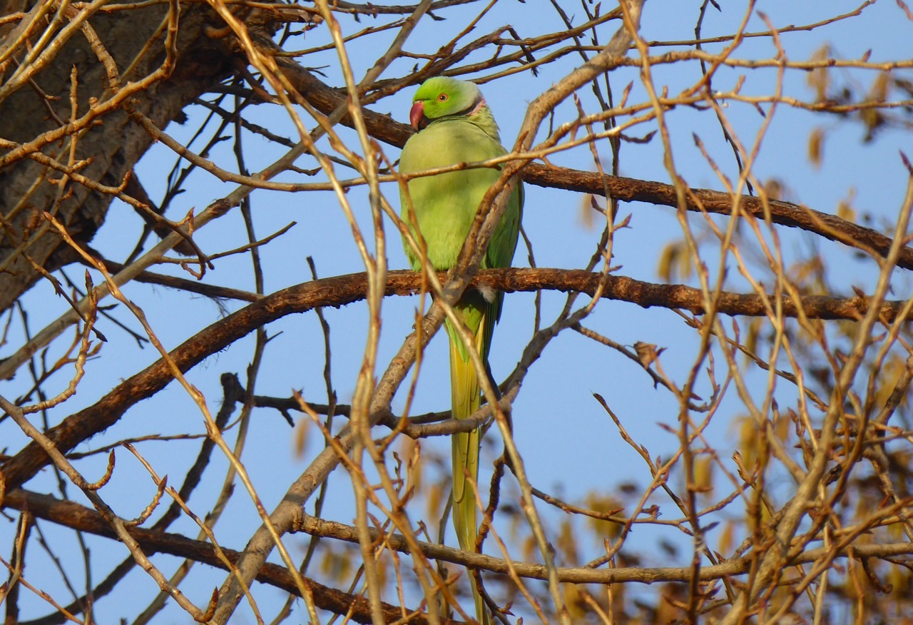 ring-necked-parakeet-west-london-keith-salvesen-1