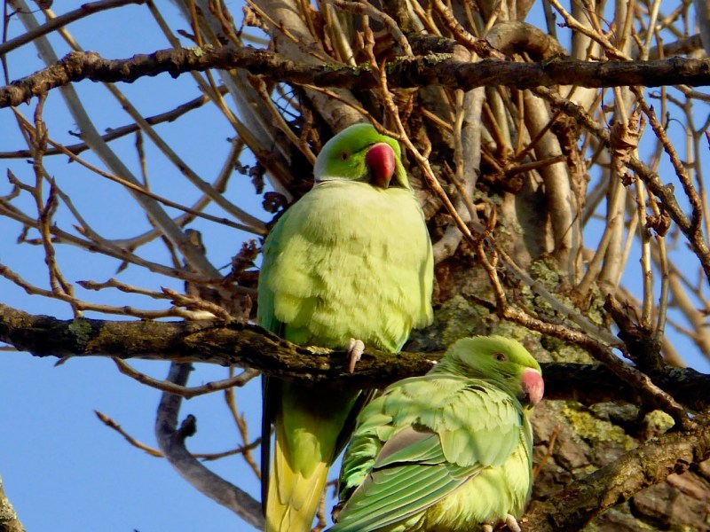 ring-necked-parakeet-west-london-keith-salvesen-6