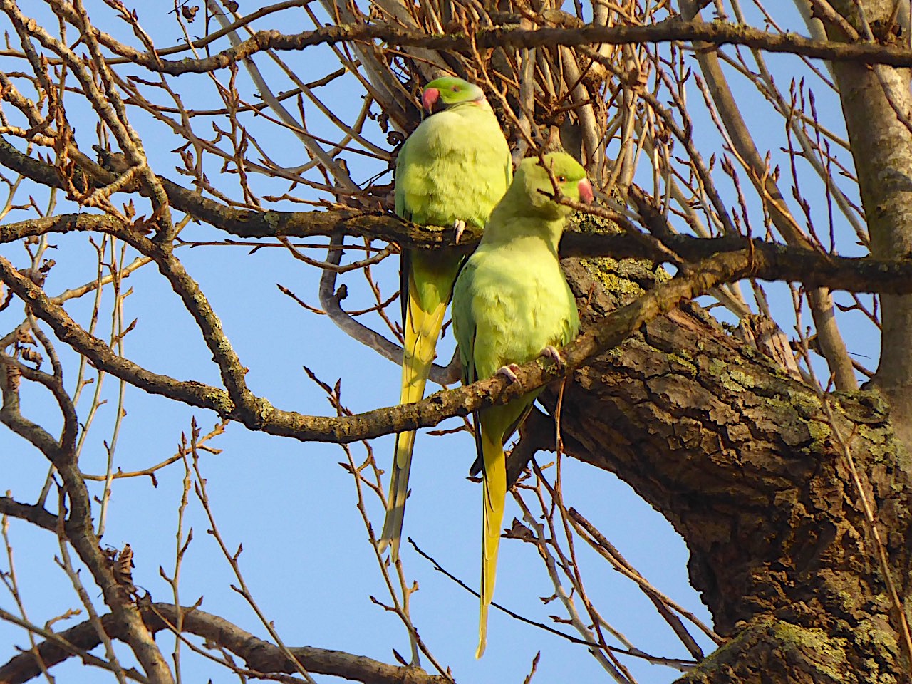 ring-necked-parakeet-west-london-keith-salvesen-7