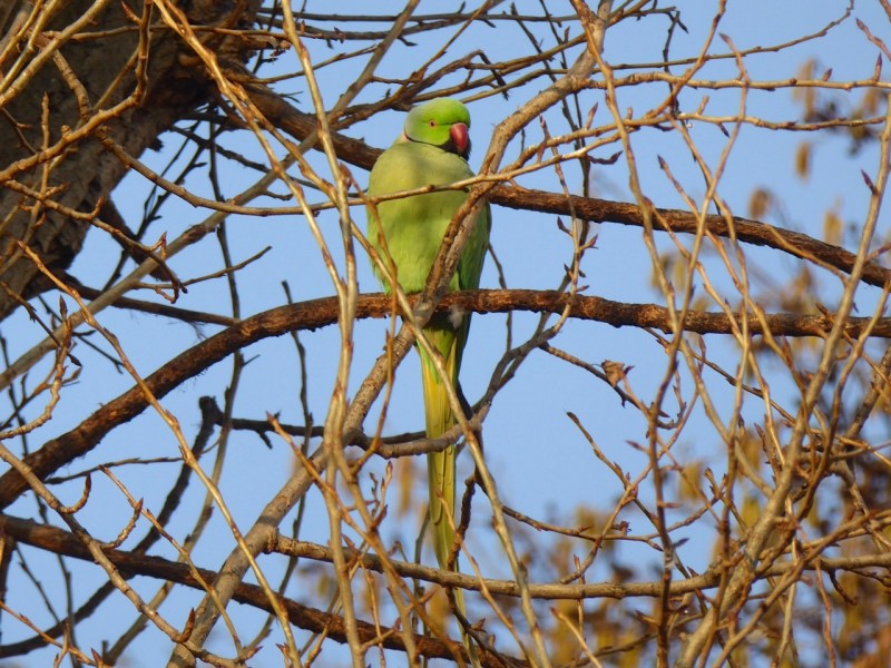 ring-necked-parakeet-west-london-keith-salvesen-8