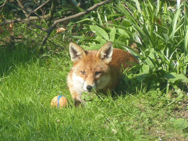 Dog Fox in the City: West London