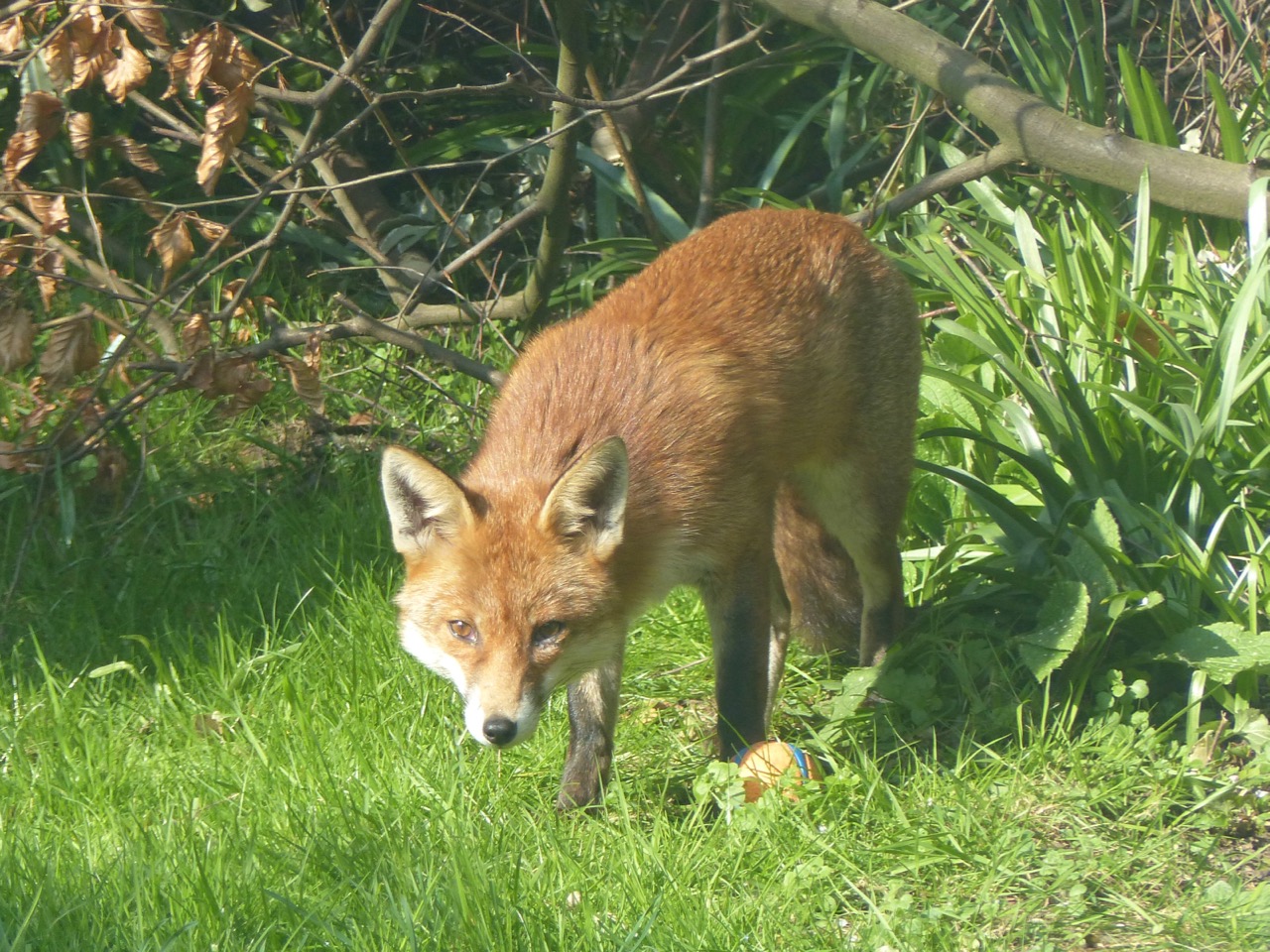 Dog Fox in the City: West London