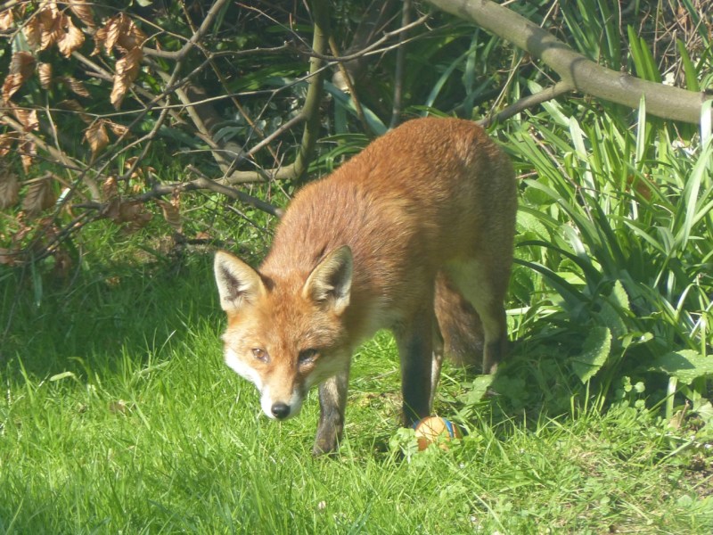 Dog Fox in the City: West London