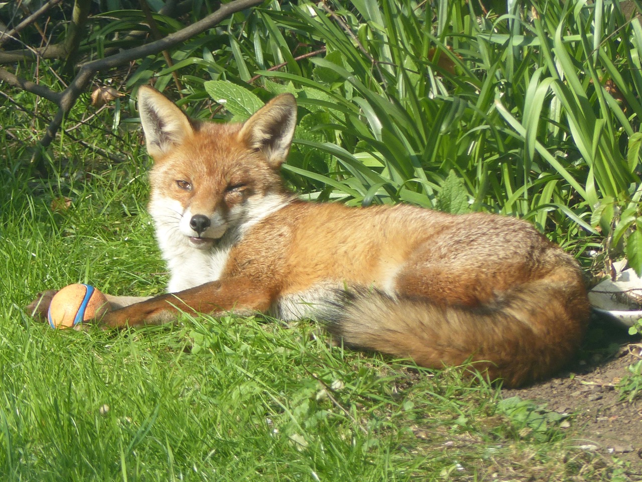 Dog Fox in the City: West London