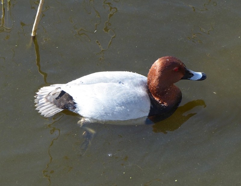 Pochard, Radipole Lake, Dorset
