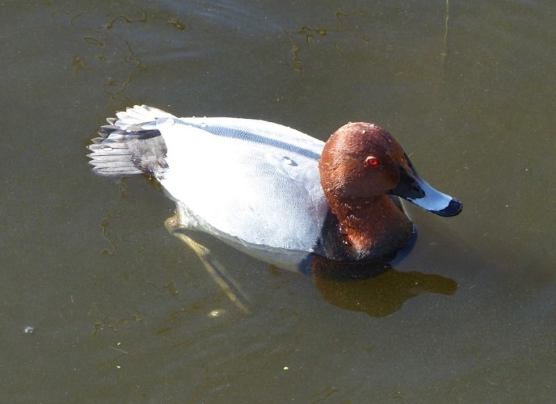 Pochard, Radipole Lake, Dorset