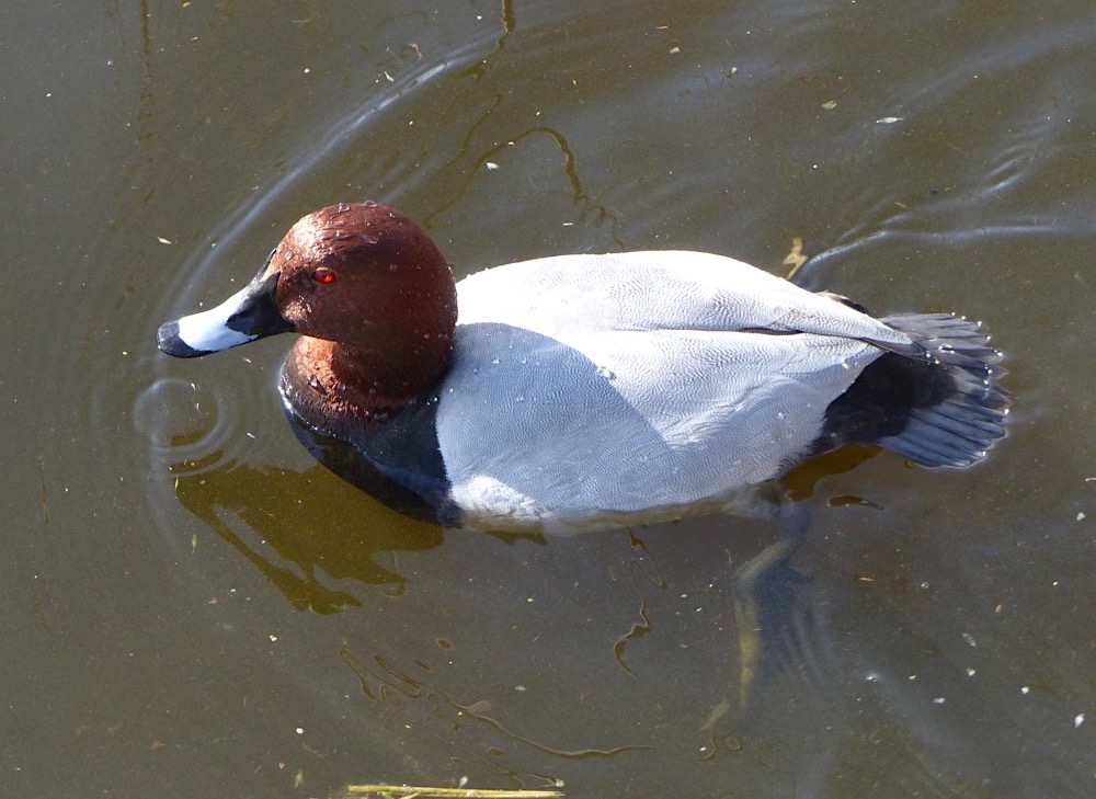 Pochard, Radipole Lake, Dorset