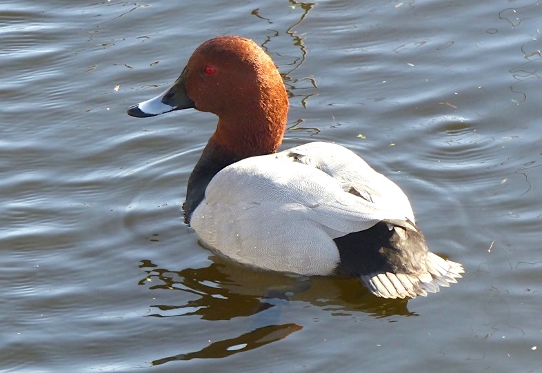 Pochard, Radipole Lake, Dorset