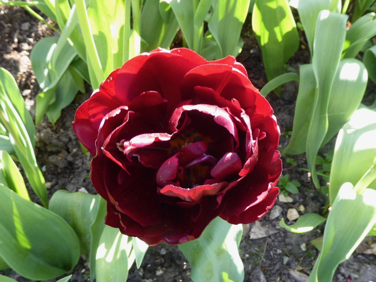 Forde Abbey, Dorset - Tulips