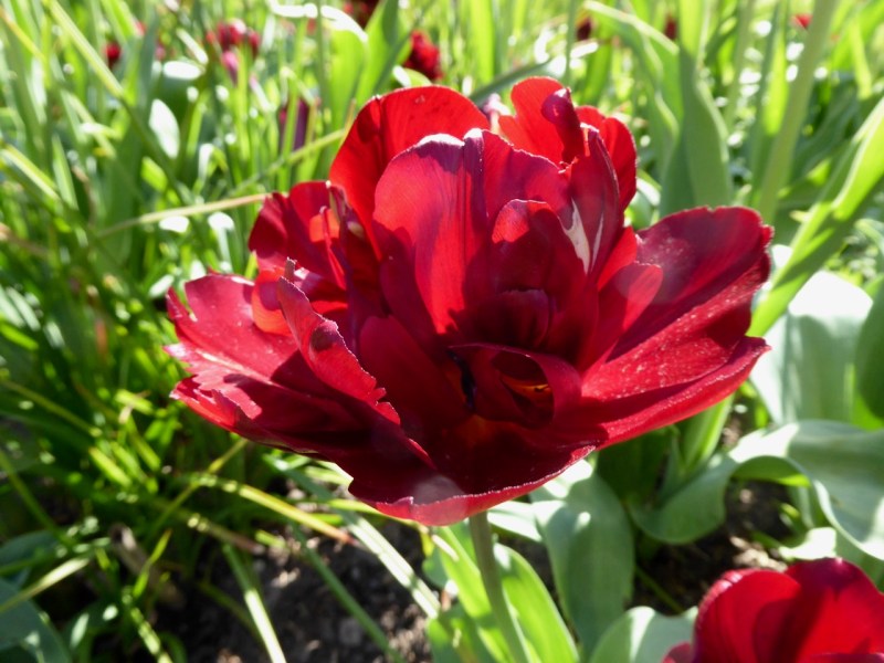 Forde Abbey, Dorset - Tulips