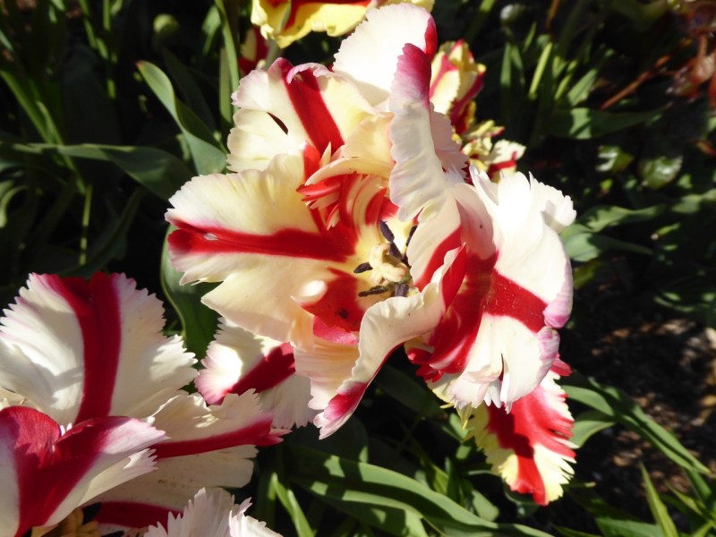 Forde Abbey, Dorset - Tulips