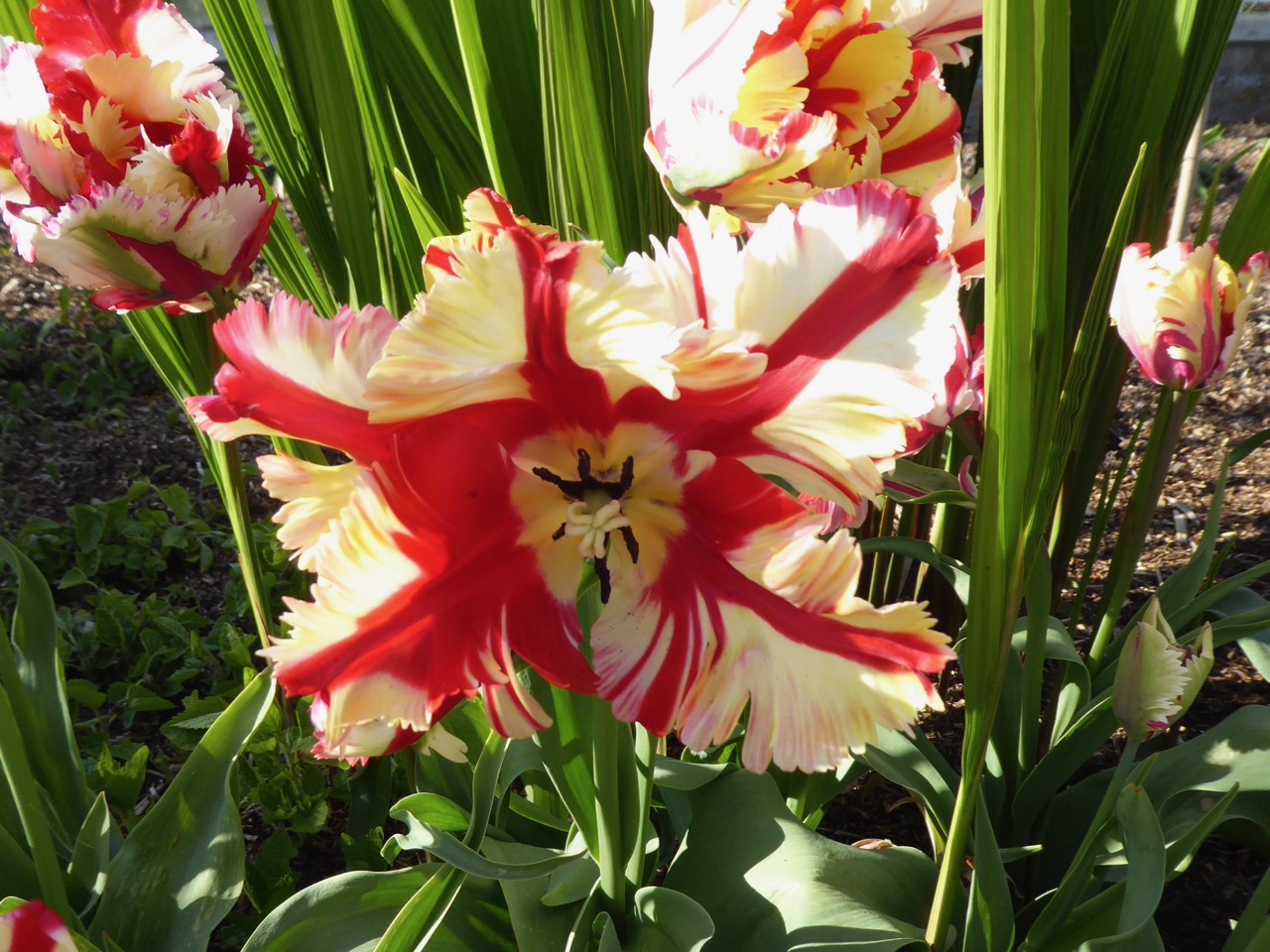 Forde Abbey, Dorset - Tulips