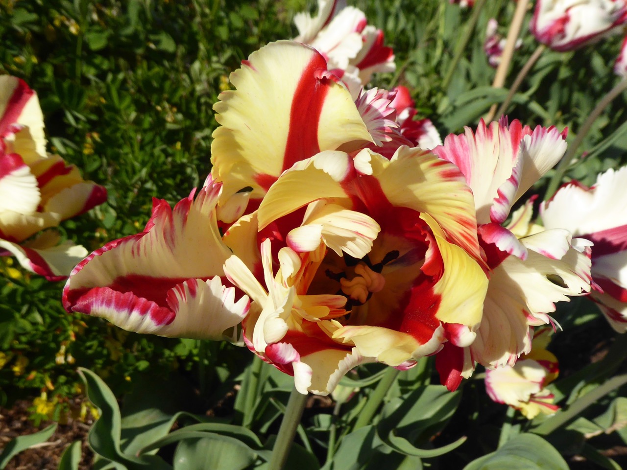 Forde Abbey, Dorset - Tulips