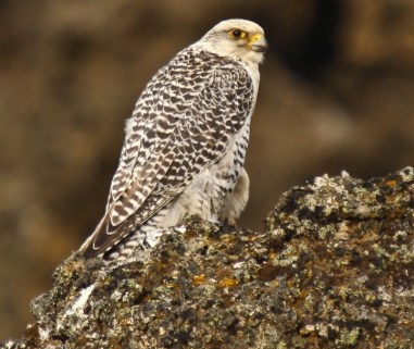 Gyrfalcon / Saker Falcon Wiki