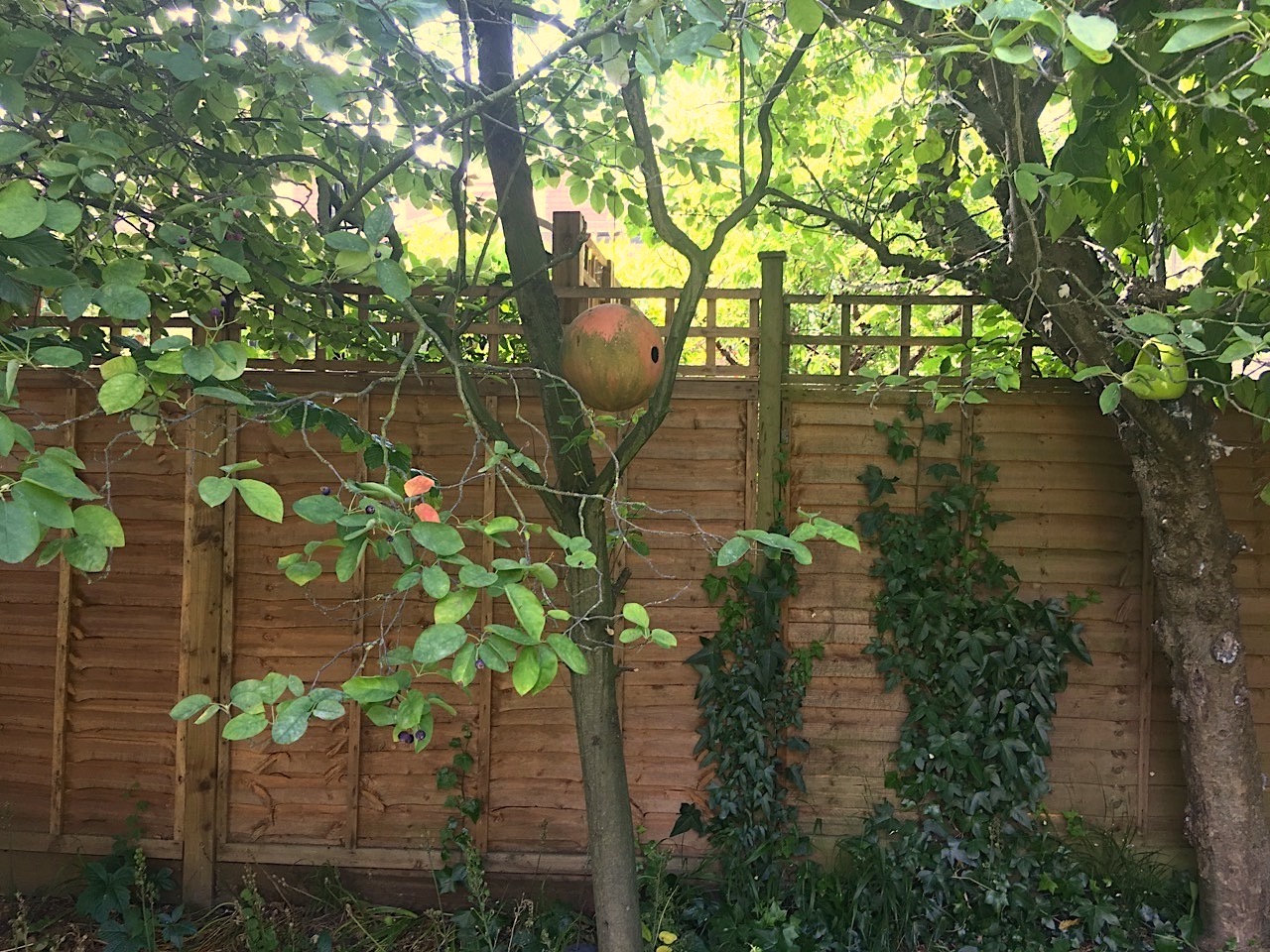 Blue Tit - Terracotta Bird Ball - Nest