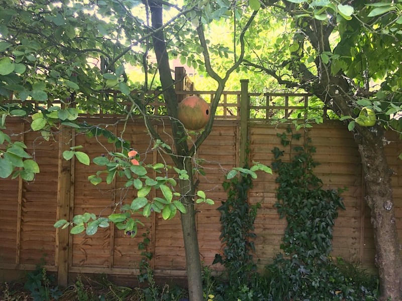 Blue Tit - Terracotta Bird Ball - Nest