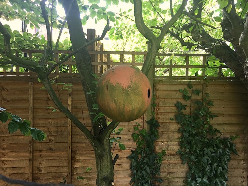 Blue Tit - Terracotta Bird Ball - Nest