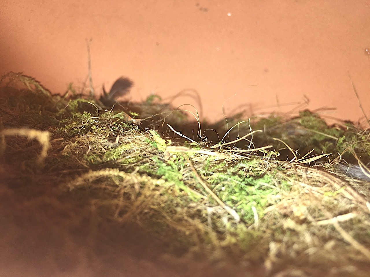 Blue Tit - Terracotta Bird Ball - Nest