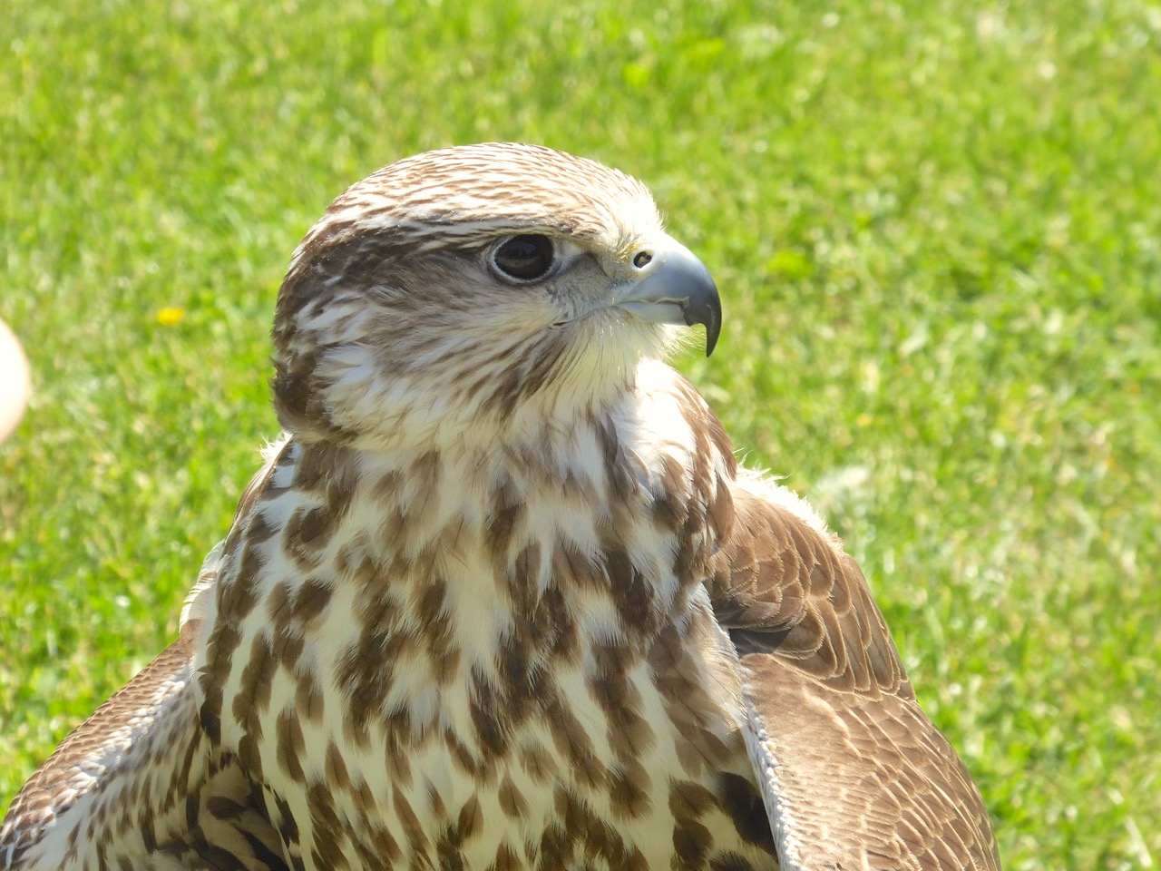 Gyrfalcon / Saker Falcon cross / hybrid, Russborough, Co. Wexford