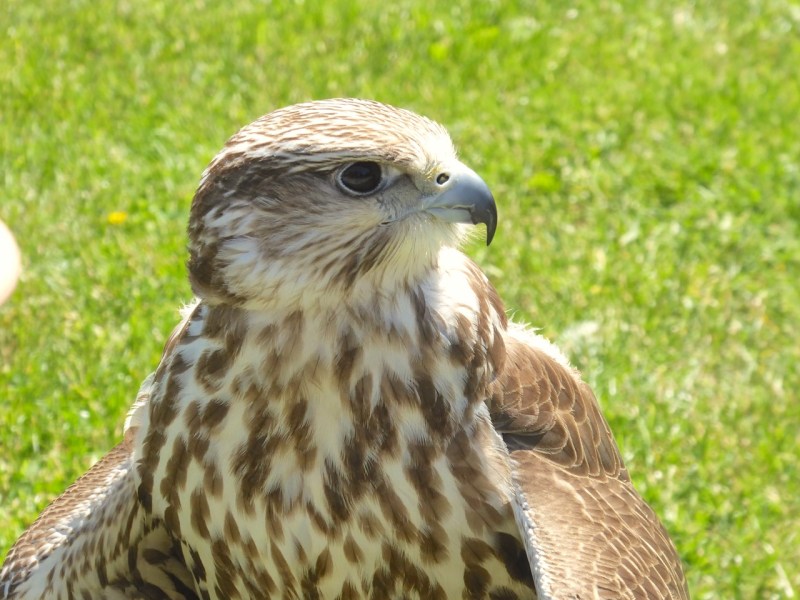 Gyrfalcon / Saker Falcon cross / hybrid, Russborough, Co. Wexford