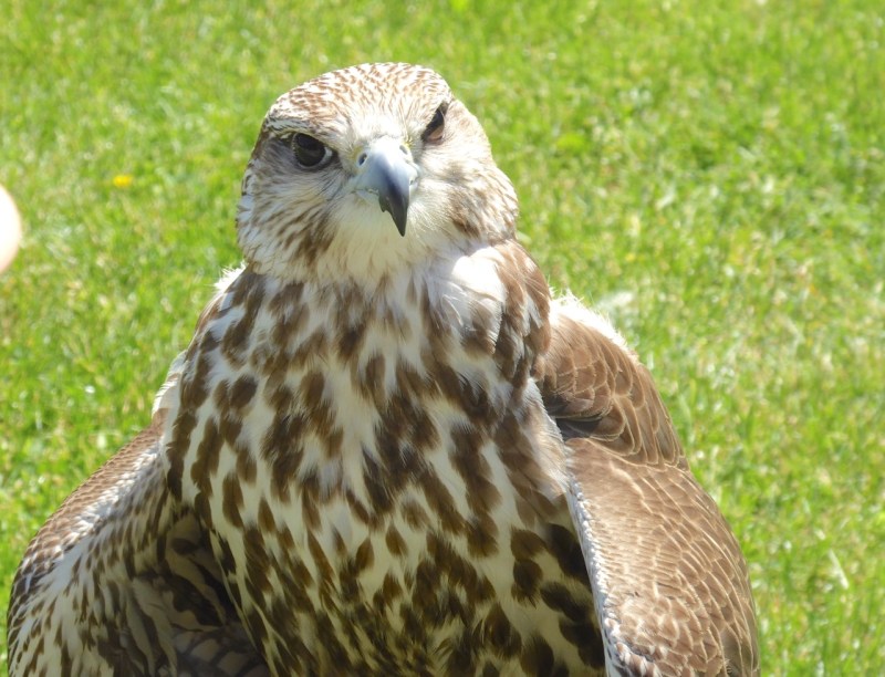 Gyrfalcon / Saker Falcon cross / hybrid, Russborough, Co. Wexford