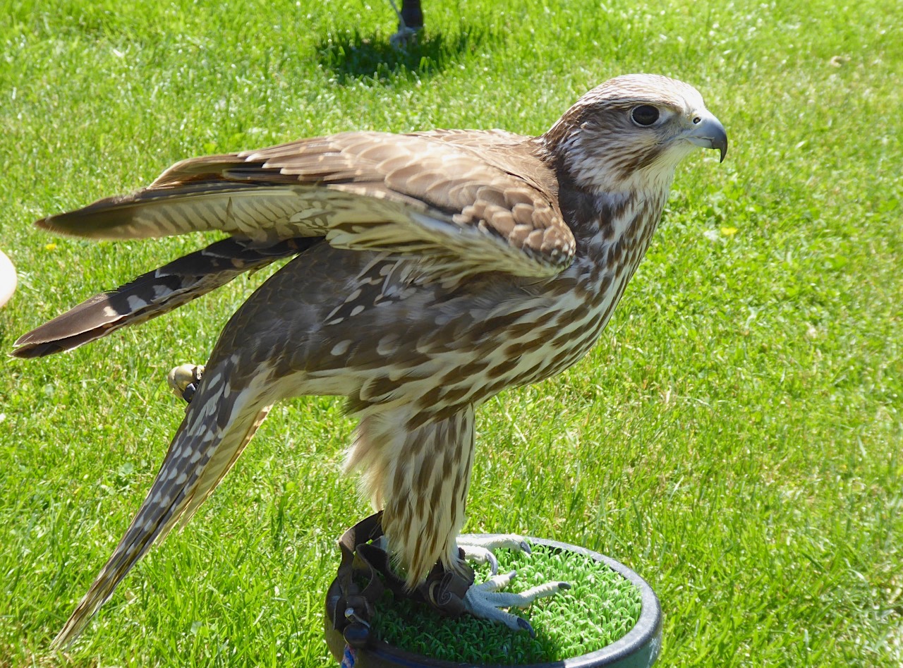 Gyrfalcon / Saker Falcon cross / hybrid, Russborough, Co. Wexford