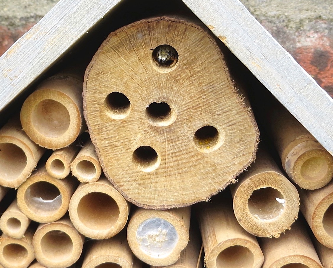 Bee House & denizens, Dorset