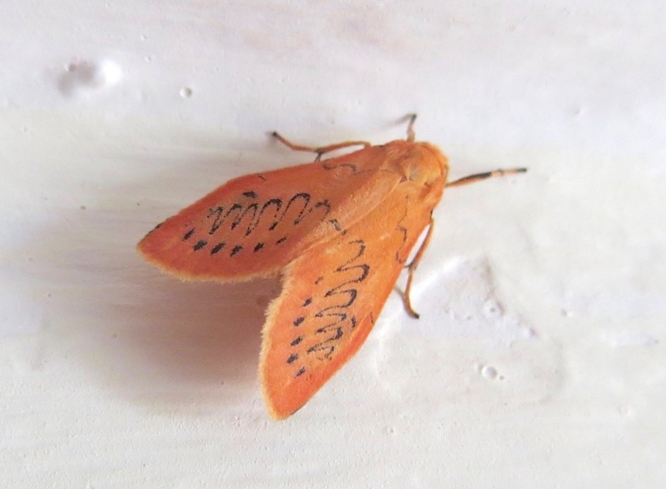 Rosy Footman Moth, Dorset (Keith Salvesen)