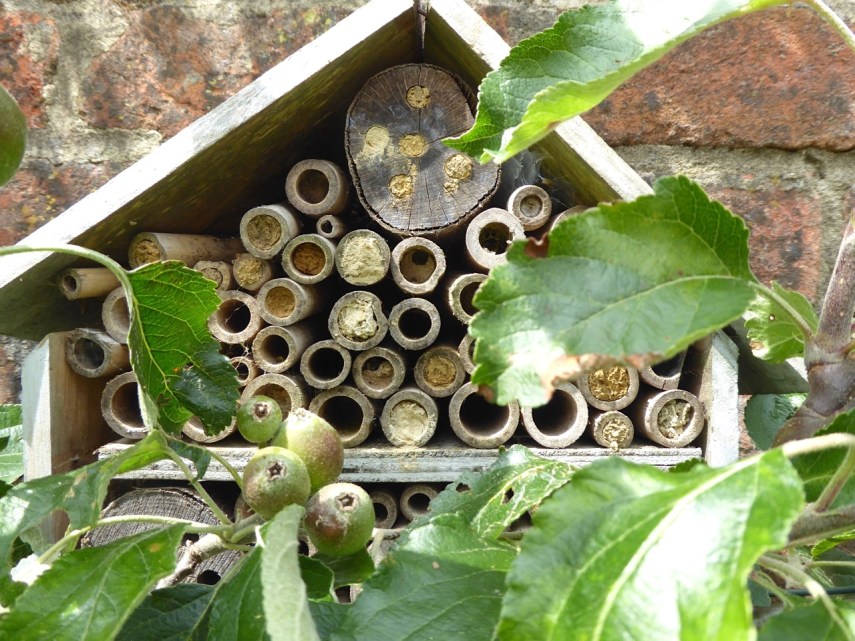 Bee House & denizens, Dorset