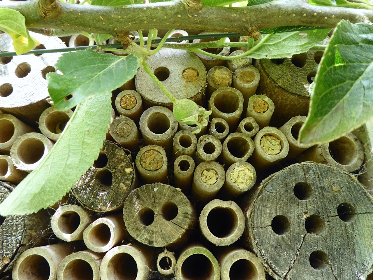 Bee House & denizens, Dorset