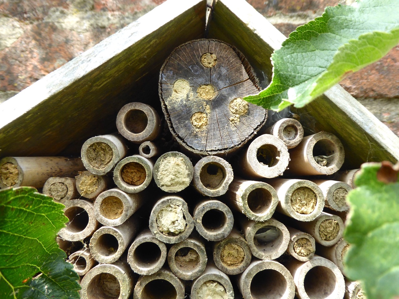 Bee House & denizens, Dorset