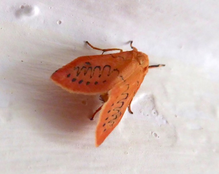 Rosy Footman Moth, Dorset (Keith Salvesen)