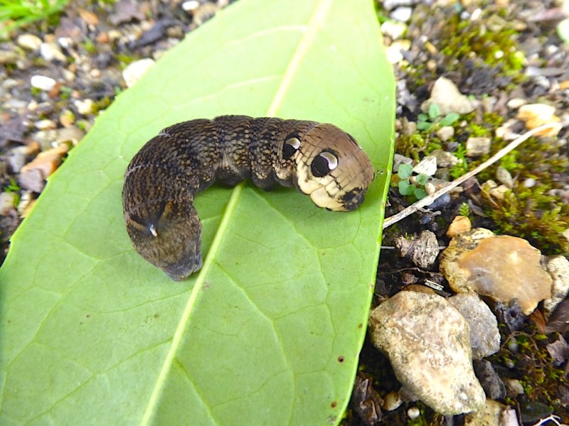 Elephant Hawk-moth Caterpillar, Dorset (Keith Salvesen)