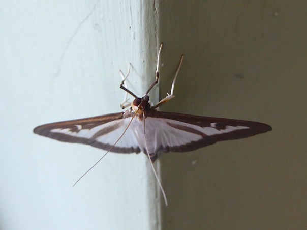 Box-tree Moth, UK (Keith Salvesen)