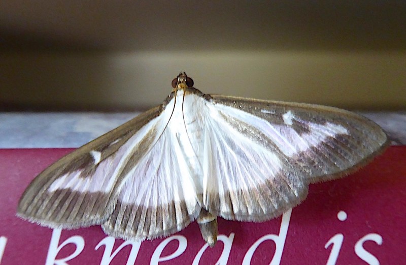 Box-tree Moth, UK - rapacious intruder (Keith Salvesen)
